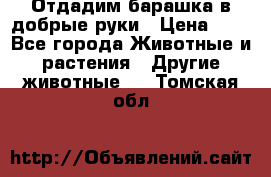 Отдадим барашка в добрые руки › Цена ­ 1 - Все города Животные и растения » Другие животные   . Томская обл.